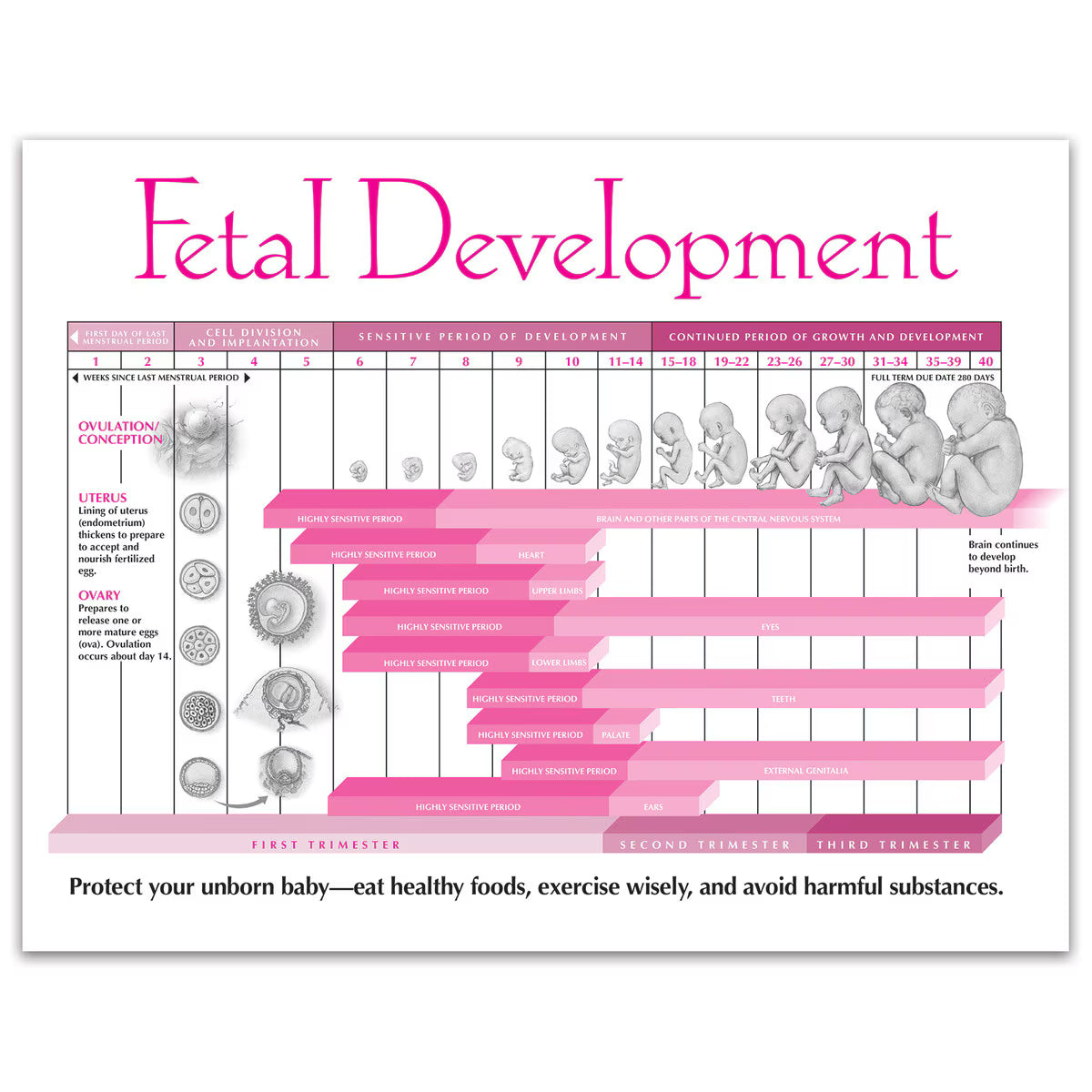 Fetal Development Tear Pad, English-Teaching Aids-Birth Supplies Canada