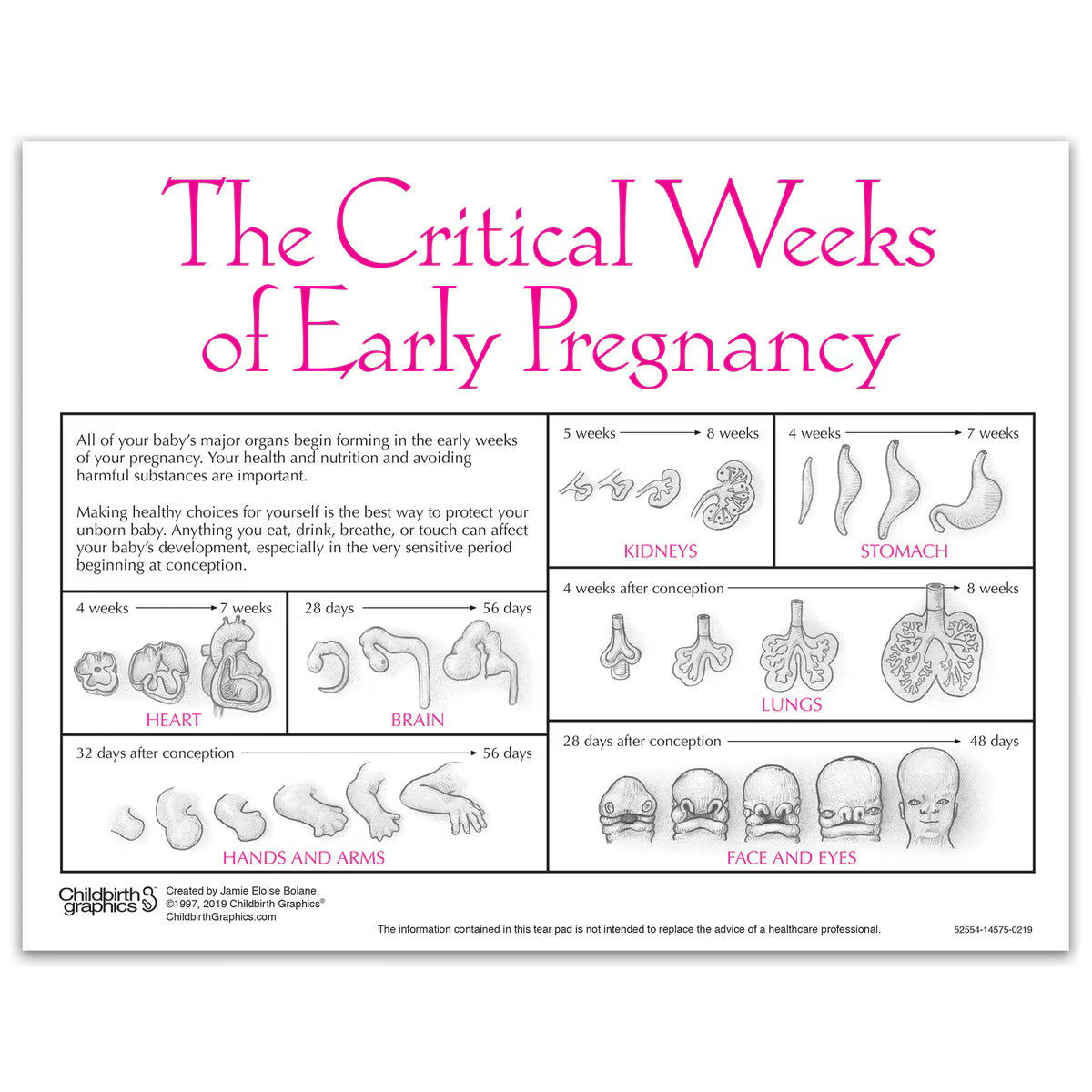 Fetal Development Tear Pad, English-Teaching Aids-Birth Supplies Canada