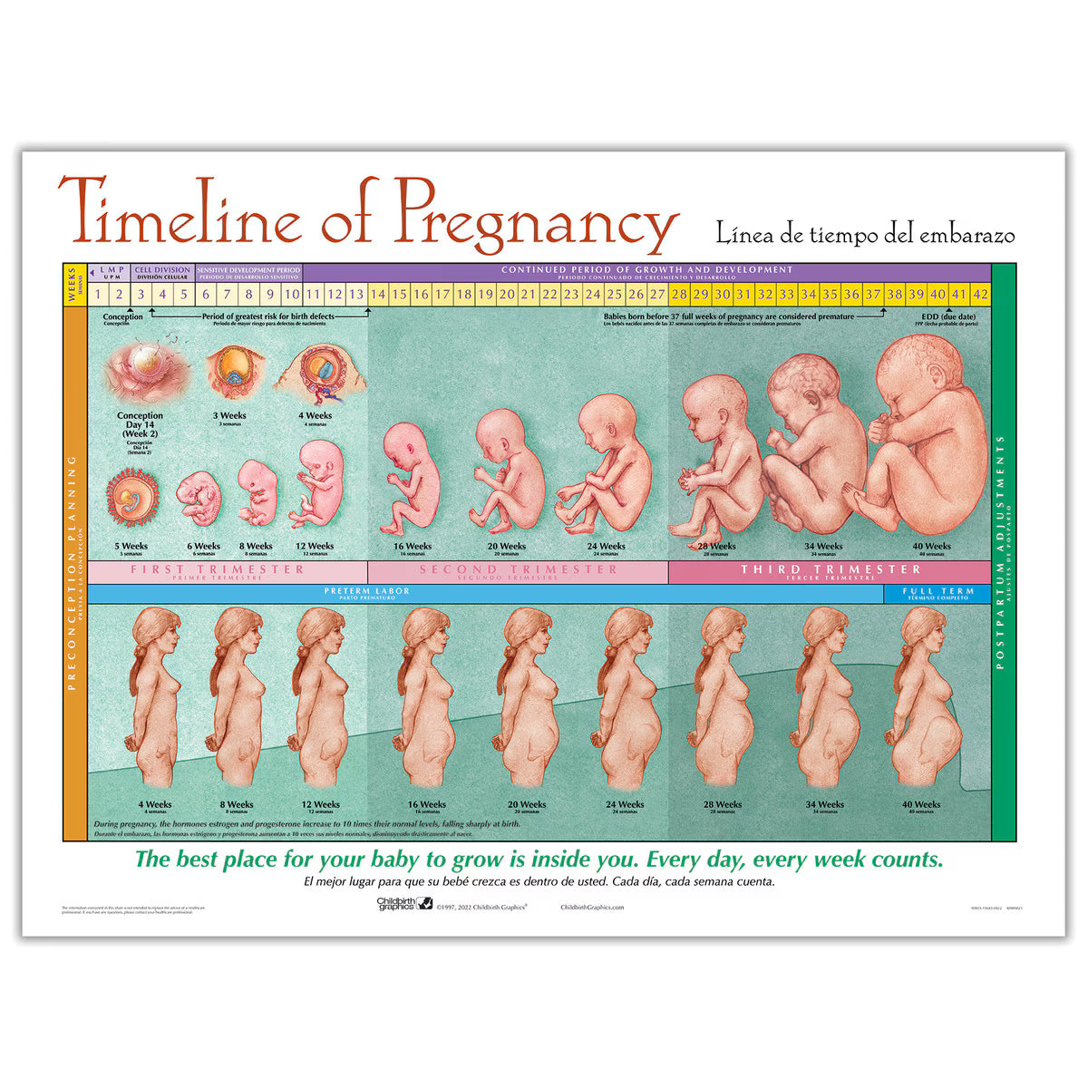 Timeline of Pregnancy Chart