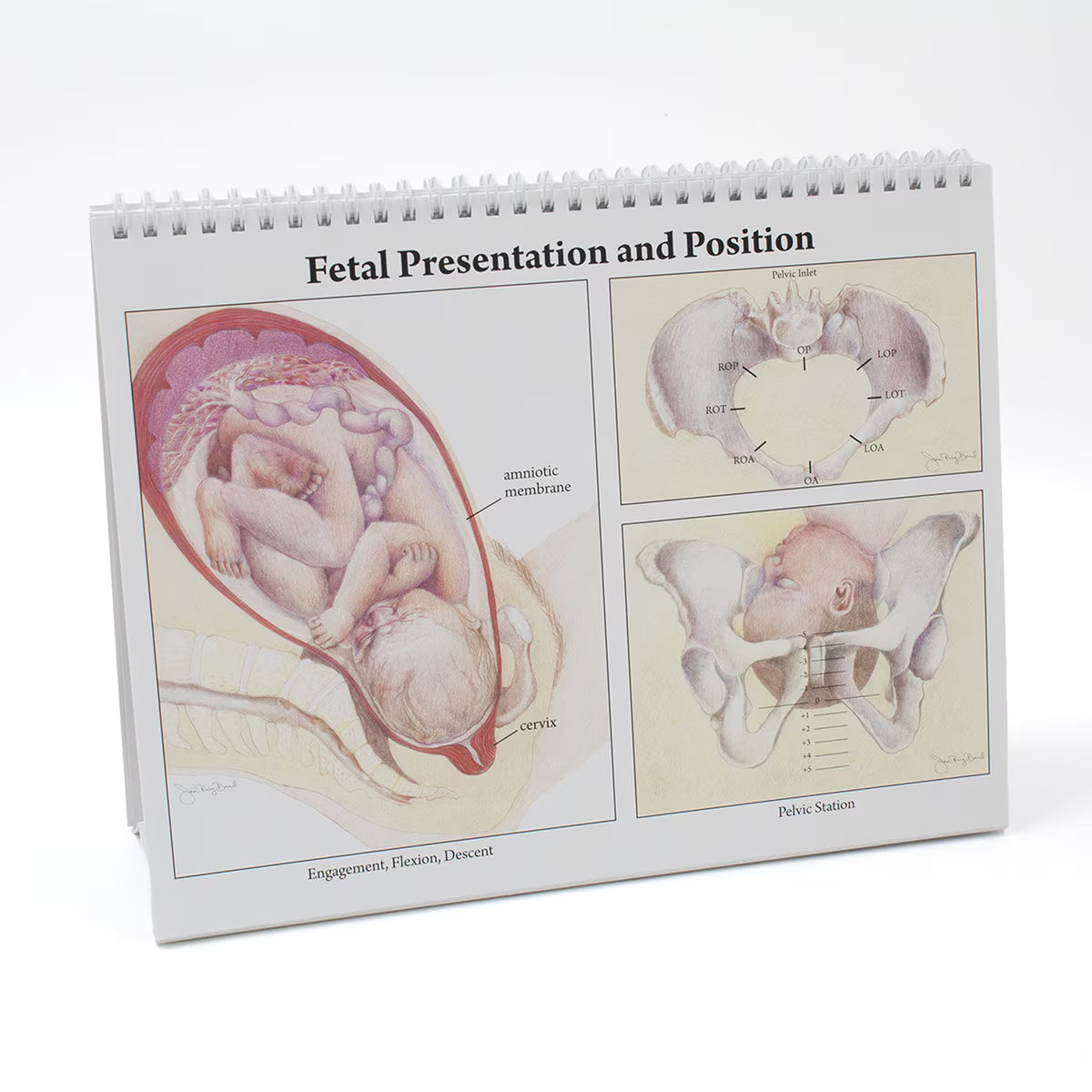 Childbearing: The Classic Series Desk Version Flip Chart-Teaching Aids-Birth Supplies Canada