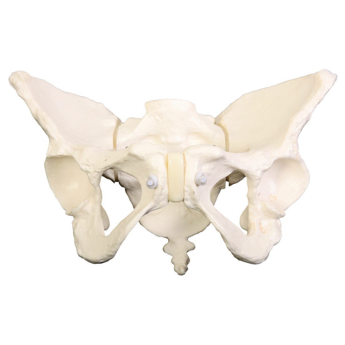 Deluxe Flexible Pelvis Model-Teaching Aids-Birth Supplies Canada