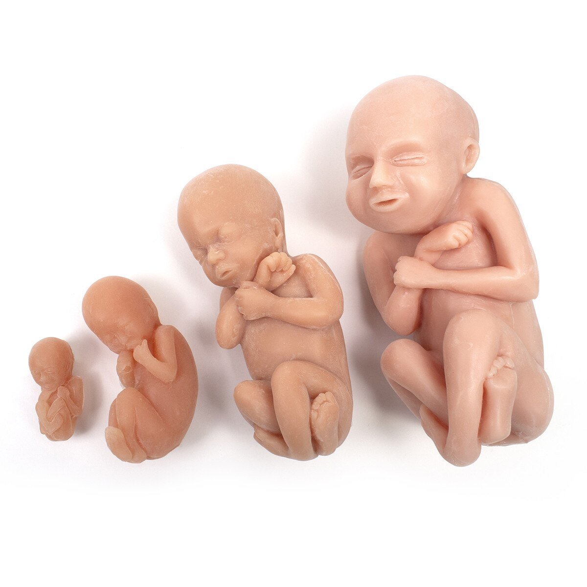 Fetus Model Set, Brown (4) – BIOLIKE™ Teaching Models-Teaching Aids-Birth Supplies Canada