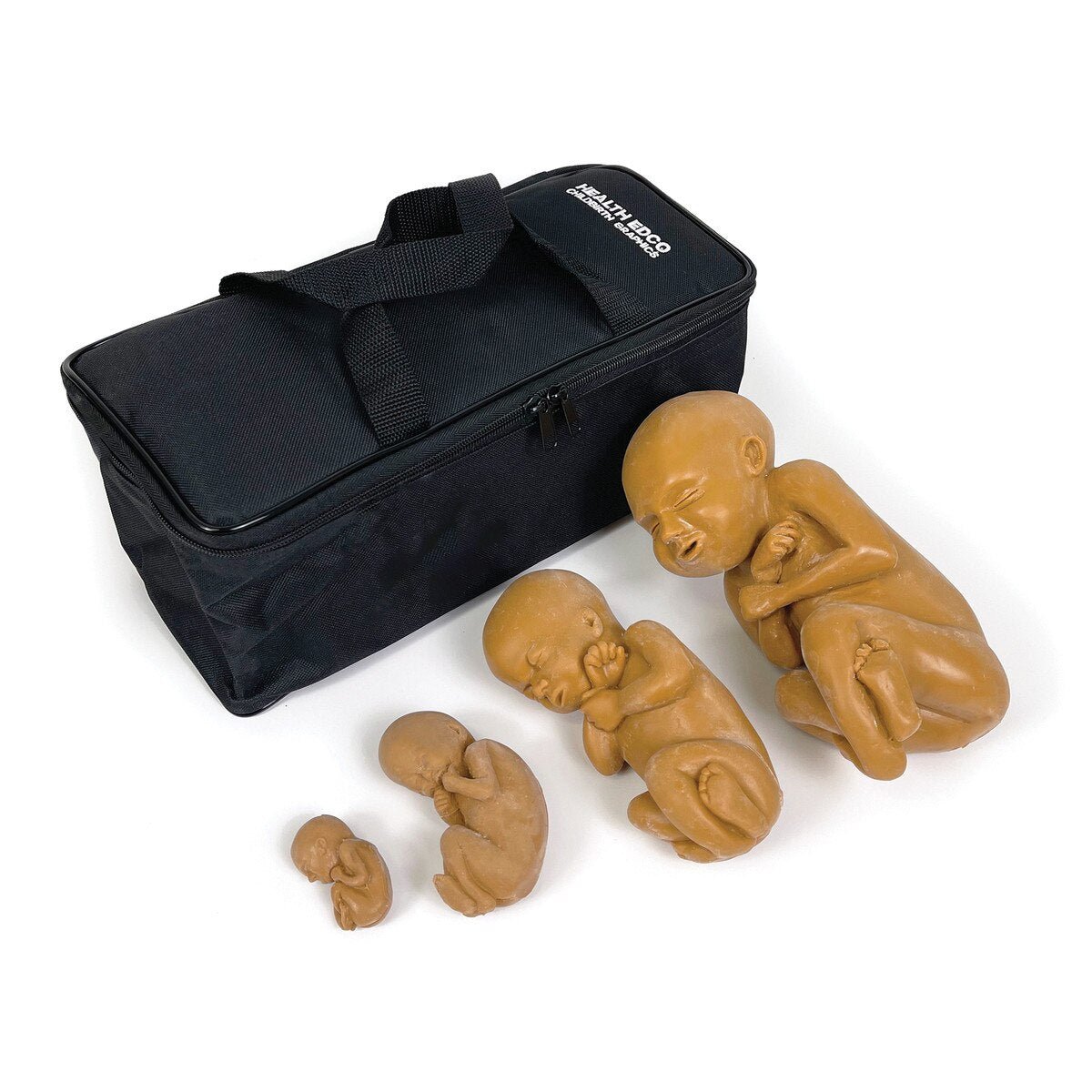 Fetus Model Set, Brown (4) – BIOLIKE™ Teaching Models-Teaching Aids-Birth Supplies Canada