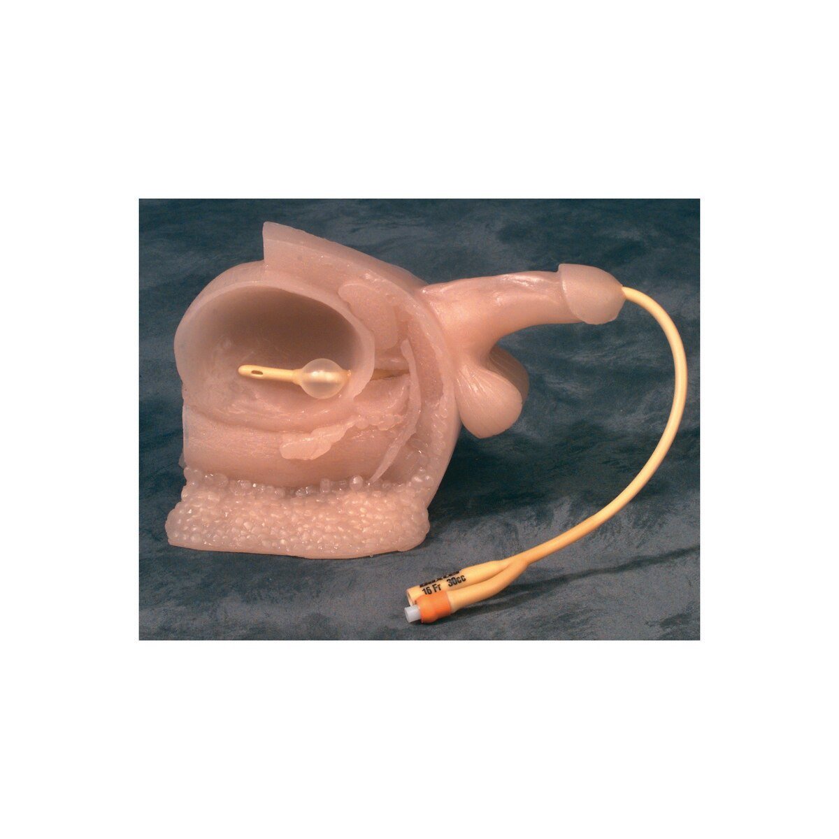 Male Catheter Model-Teaching Aids-Birth Supplies Canada