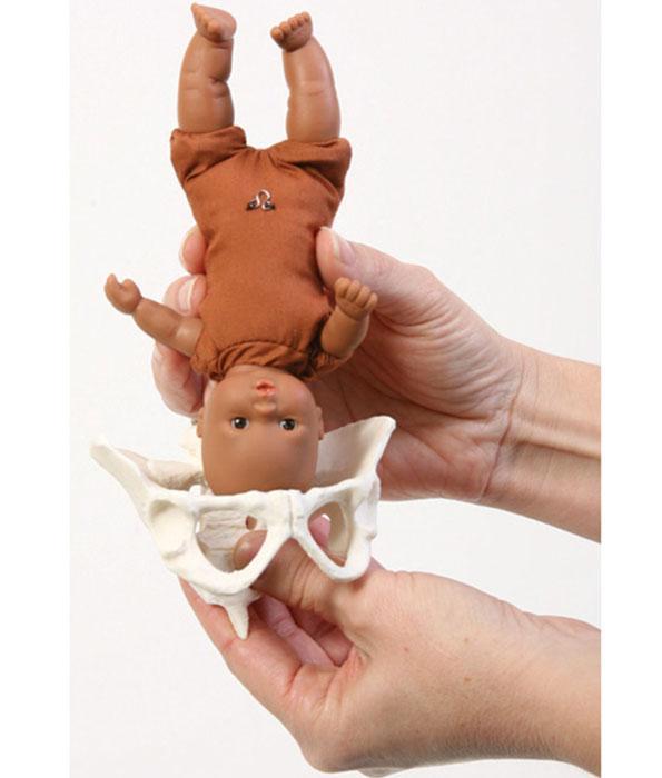 Mini Teaching Model Set-Teaching Aids-Birth Supplies Canada