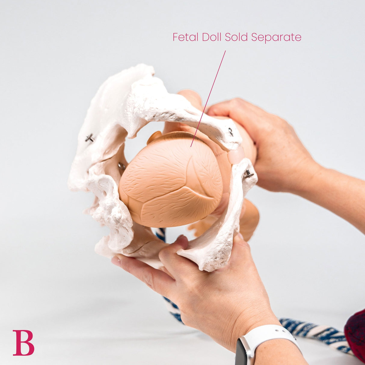 Pelvis Model with Adjustable Screws-Teaching Aids-Birth Supplies Canada