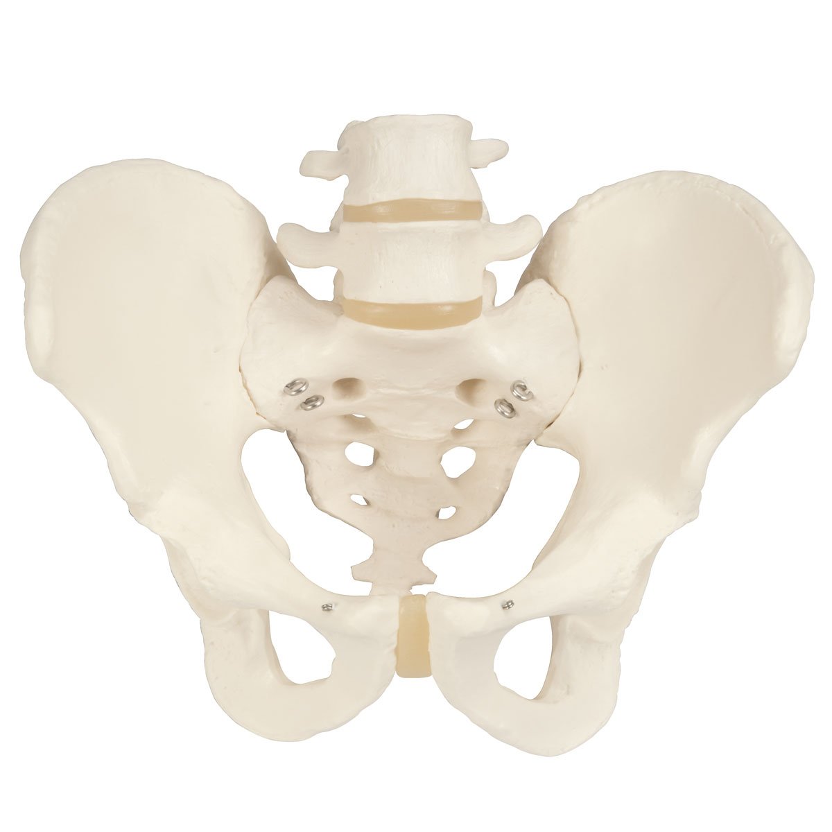 Pelvis Model with Adjustable Screws-Teaching Aids-Birth Supplies Canada