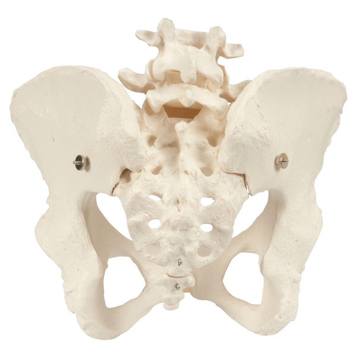 Pelvis Model with Adjustable Screws-Teaching Aids-Birth Supplies Canada
