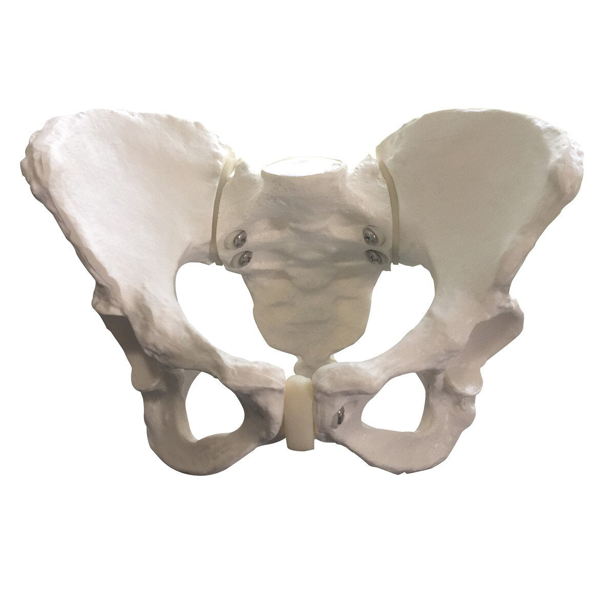 Standard Pelvis Model-Teaching Aids-Birth Supplies Canada