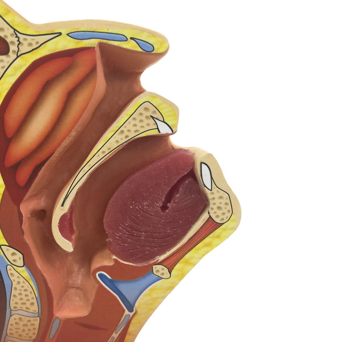 Swab Test Training Model – Nasopharyngeal & Oral Cavity Trainer-Teaching Aids-Birth Supplies Canada