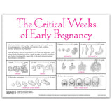 Fetal Development Tear Pad, English-Teaching Aids-Birth Supplies Canada