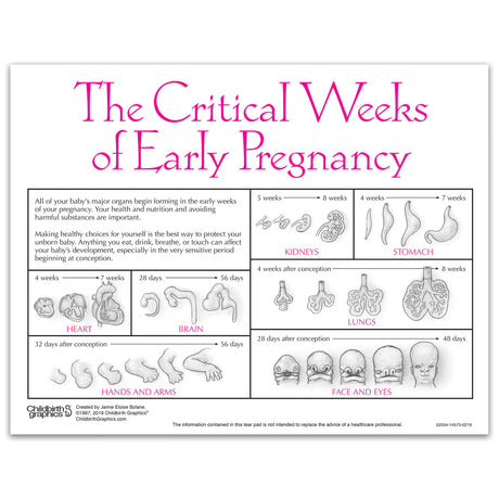 Fetal Development Tear Pad, English-Teaching Aids-Birth Supplies Canada
