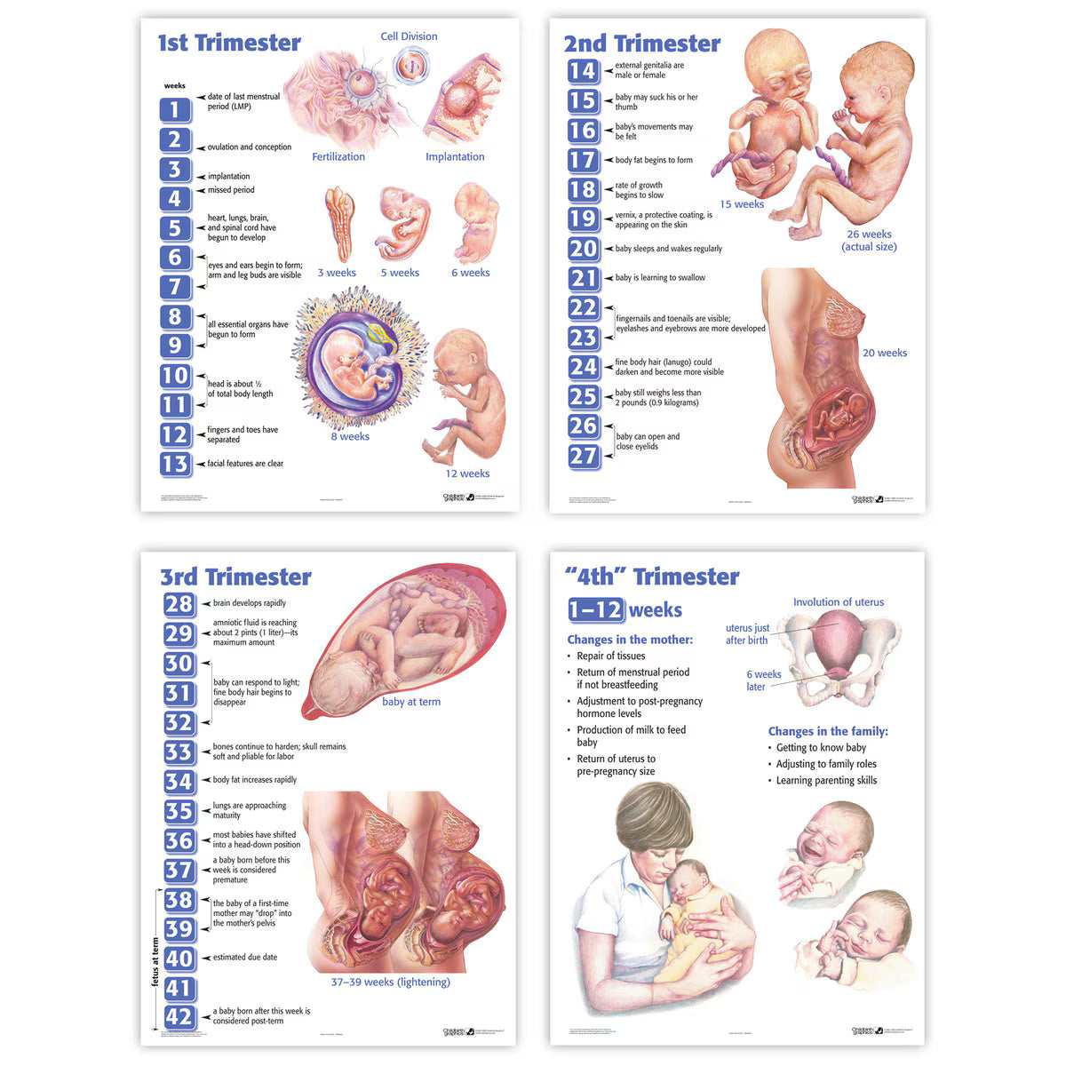 Set of 4 Laminated Trimester & Postpartum Educational Charts (19" x 25")