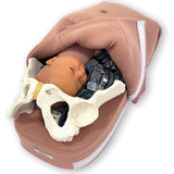 3-D Obstetrical Abdominal Palpation Model for Leopold's Maneuvers Training-Teaching Aids-Birth Supplies Canada