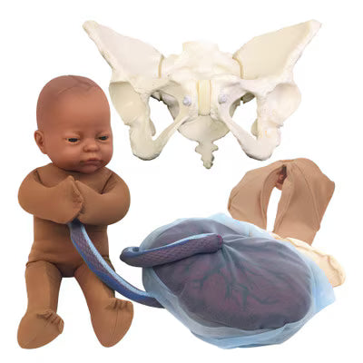 Flexible Pelvis Model Set With Fetal Model Prenatal Teaching Aid