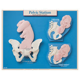 Six Essential Labor and Birth Charts (6), English/Spanish