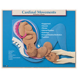 Six Essential Labor and Birth Charts (6), English/Spanish