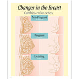Breastfeeding Basics Spiral-bound Charts, English/Spanish-Birth Supplies Canada