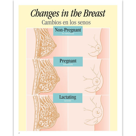 Breastfeeding Basics Spiral-bound Charts, English/Spanish-Teaching Aids-Birth Supplies Canada