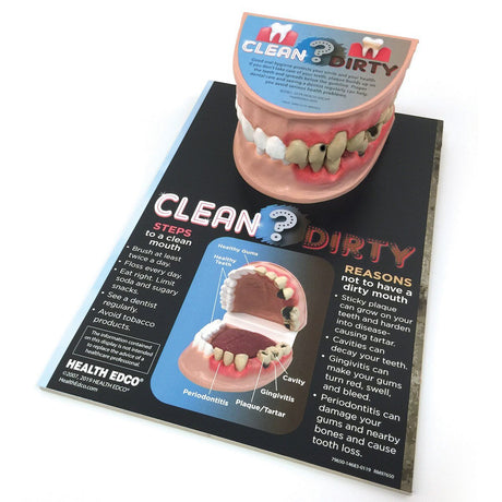 Clean Mouth / Dirty Mouth Display-Teaching Aids-Birth Supplies Canada