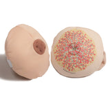 Cloth Breast Model-Teaching Aids-Birth Supplies Canada