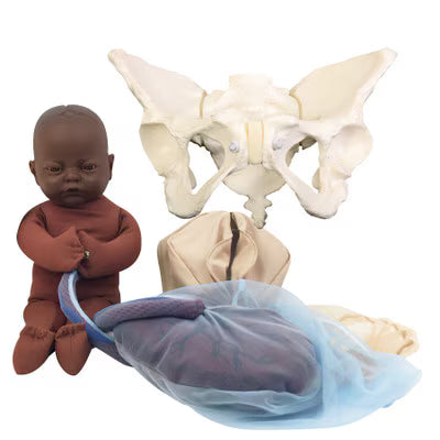 Deluxe Flexible Pelvis Model Set With Fetal Model-Teaching Aids-Birth Supplies Canada