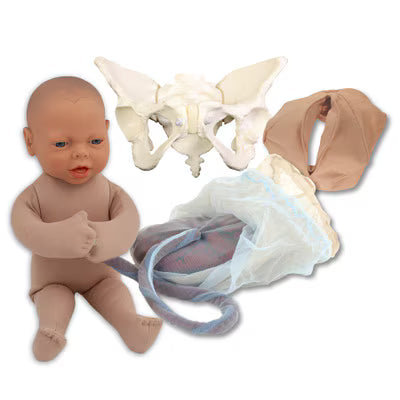 Deluxe Flexible Pelvis Model Set With Fetal Model-Teaching Aids-Birth Supplies Canada