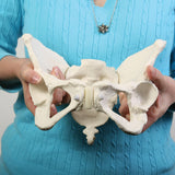 Deluxe Flexible Pelvis Model-Teaching Aids-Birth Supplies Canada