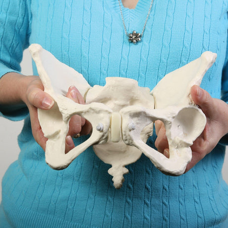 Deluxe Flexible Pelvis Model-Teaching Aids-Birth Supplies Canada