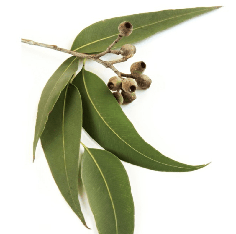 Eucalyptus Essential Oil-Essential Oils-Birth Supplies Canada