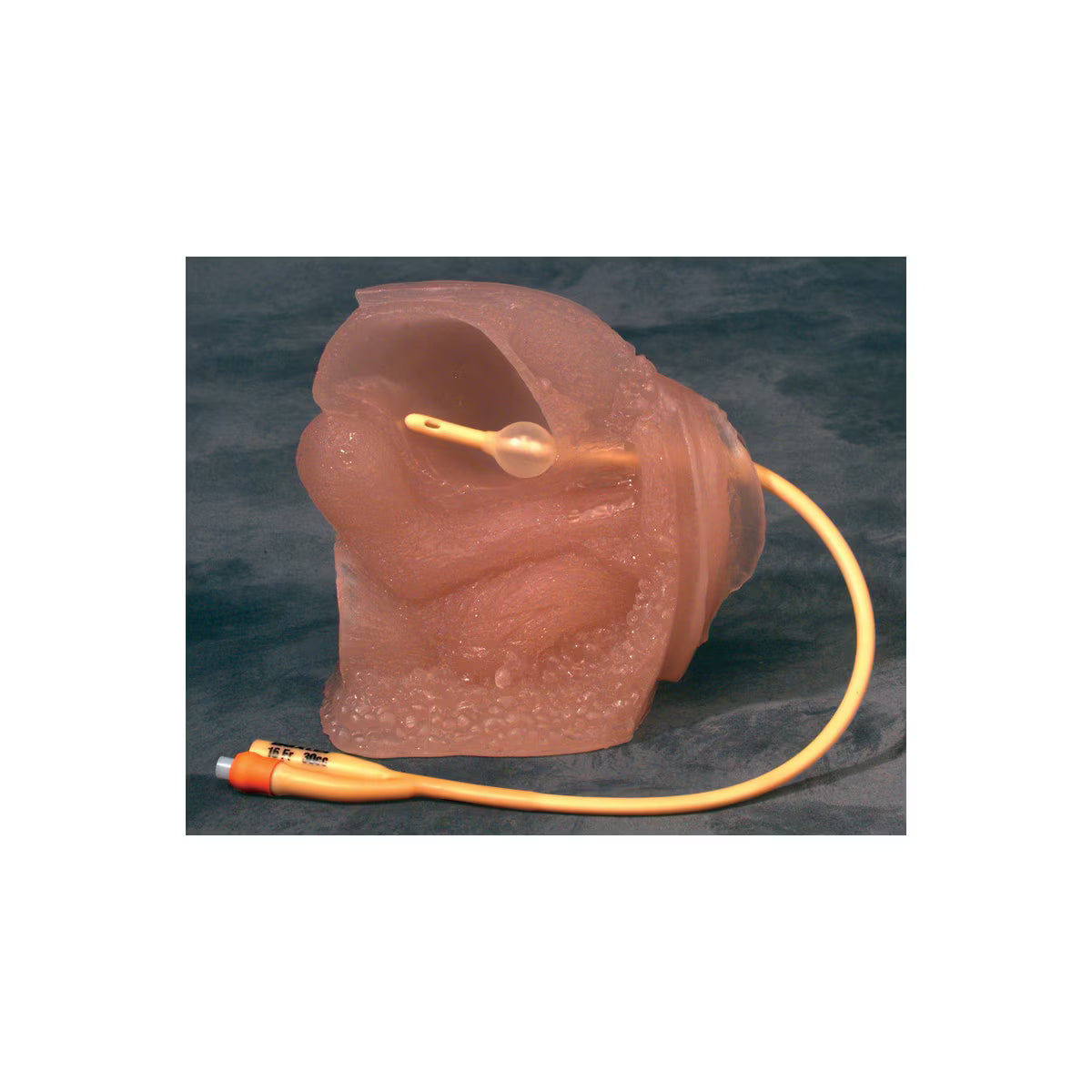 Female Catheter Model-Teaching Aids-Birth Supplies Canada