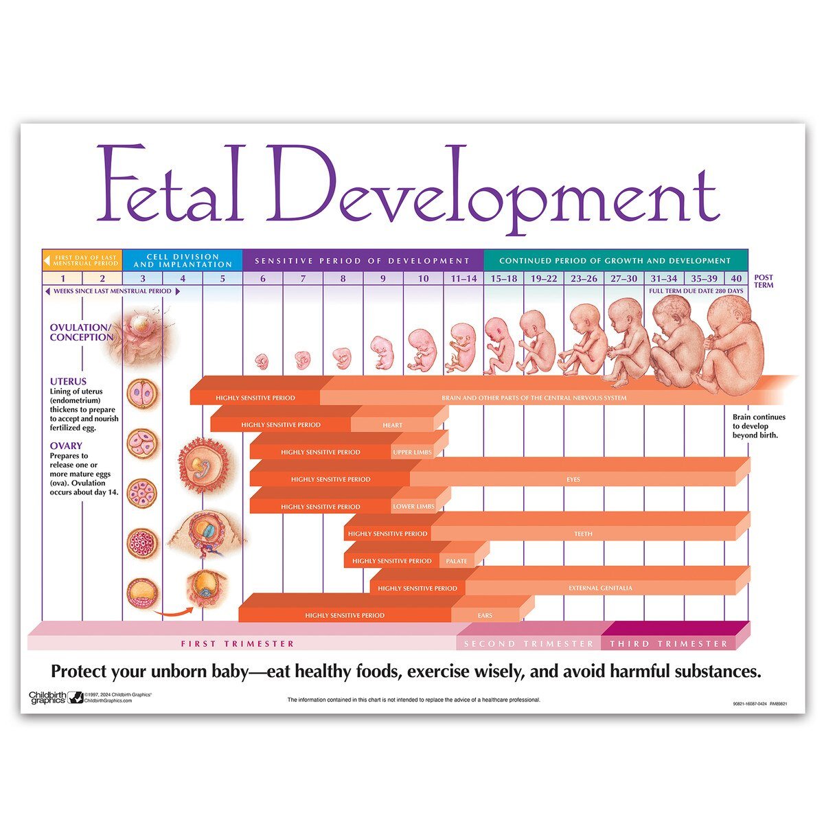 Fetal Development Chart – Laminated 24" x 18"-Teaching Aids-Birth Supplies Canada