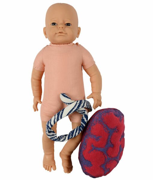 Fetal Doll with umbilical cord & placenta-Teaching Aids-Birth Supplies Canada