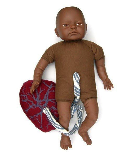 Fetal Doll with umbilical cord & placenta-Teaching Aids-Birth Supplies Canada