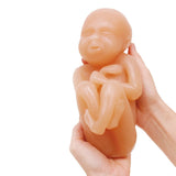 Fetus Model Set, Brown (4) – BIOLIKE™ Teaching Models-Teaching Aids-Birth Supplies Canada