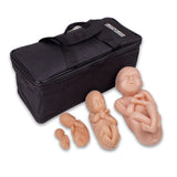Fetus Model Set, Brown (4) – BIOLIKE™ Teaching Models-Teaching Aids-Birth Supplies Canada