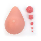 Interchangeable Nodules BSE Model | Lifelike Tissue-Teaching Aids-Birth Supplies Canada