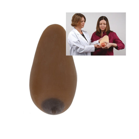 Lactation Model-Teaching Aids-Birth Supplies Canada