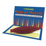Mass Of Muscle (1 lb)-Teaching Aids-Birth Supplies Canada