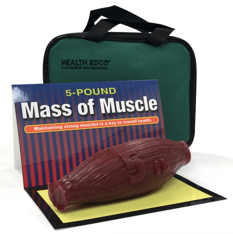 Mass of Muscle (5 lb)-Teaching Aids-Birth Supplies Canada