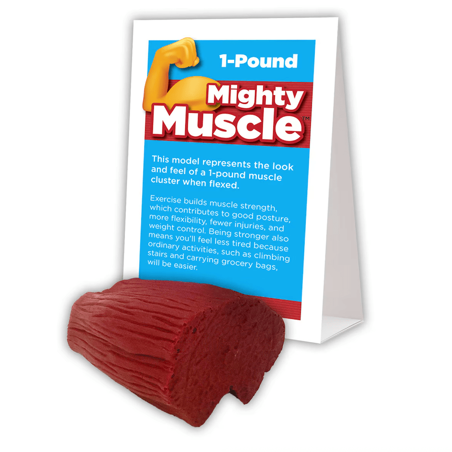 Mighty Muscle (1 lb)-Teaching Aids-Birth Supplies Canada