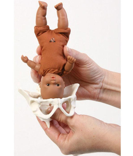 Mini Teaching Model Set-Teaching Aids-Birth Supplies Canada