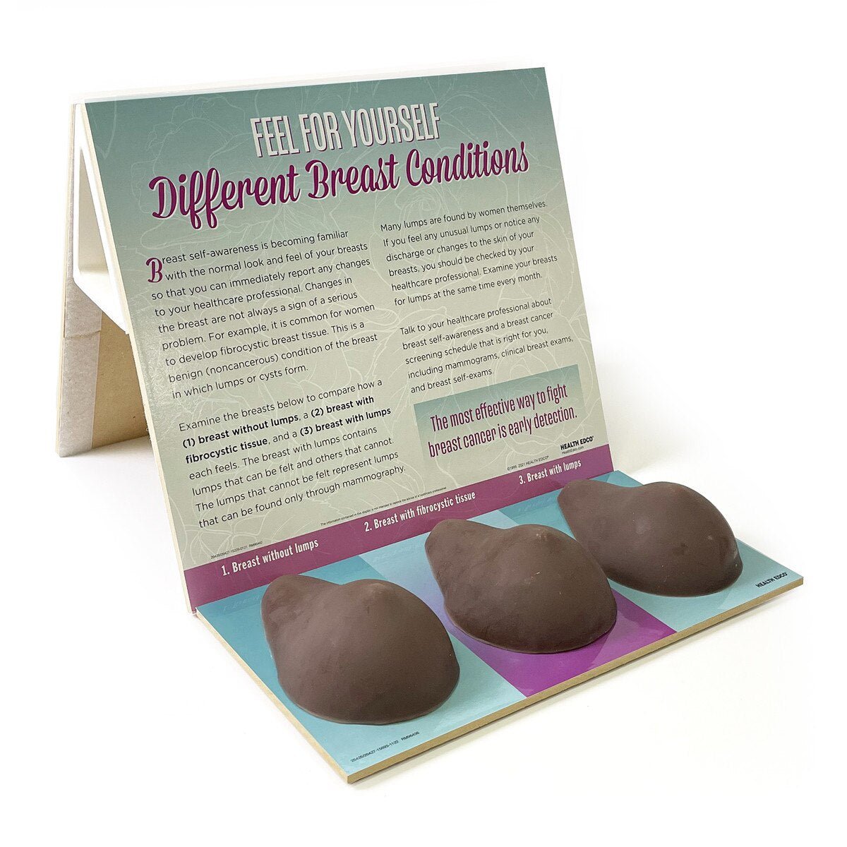 Multi-Type BSE Model Display, English/Spanish-Teaching Aids-Birth Supplies Canada