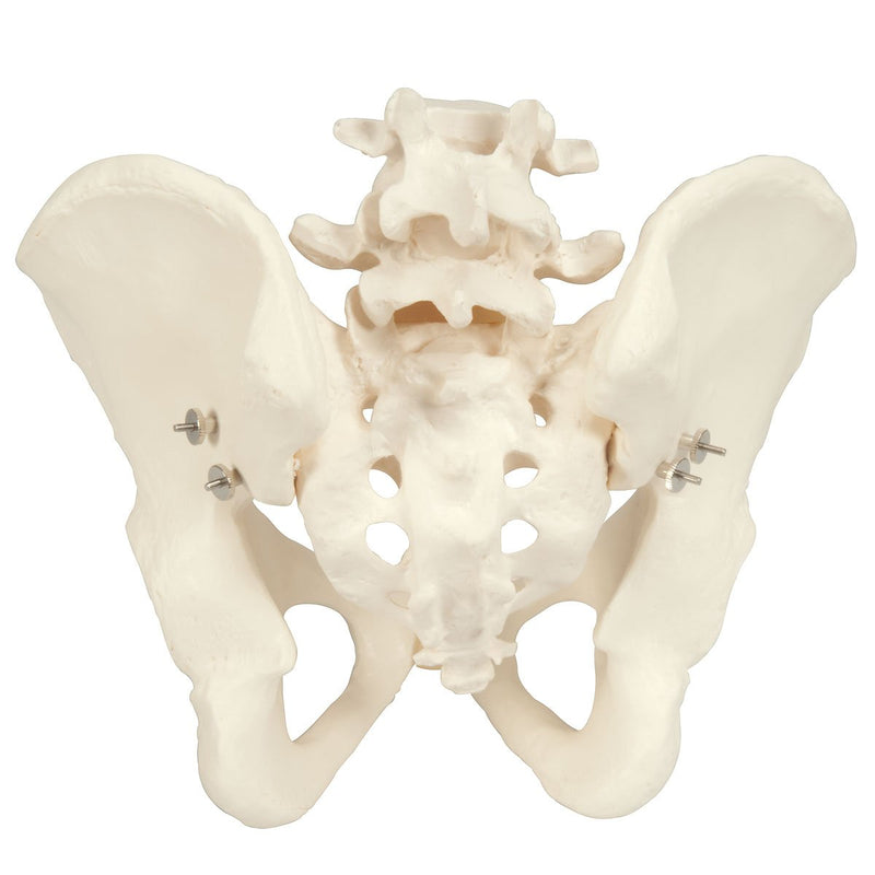 Pelvis Model ~ Adjustable Screws-Teaching Aids-Birth Supplies Canada