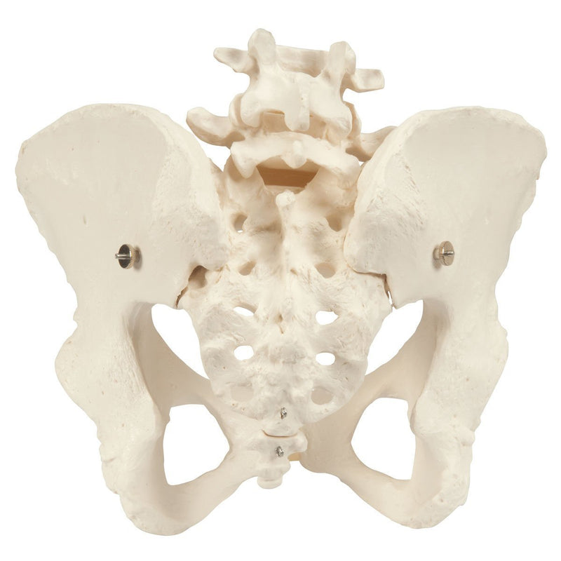 Pelvis Model ~ Adjustable Screws-Teaching Aids-Birth Supplies Canada