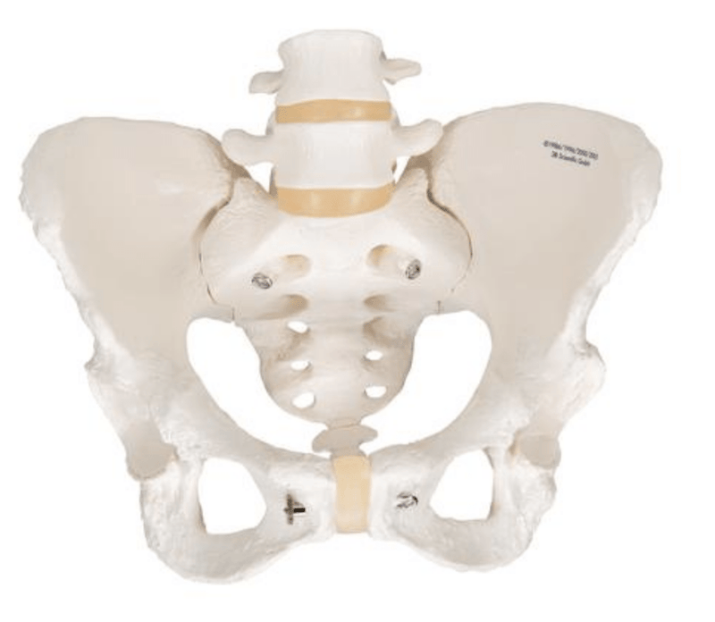 Pelvis Model ~ Adjustable Screws-Teaching Aids-Birth Supplies Canada