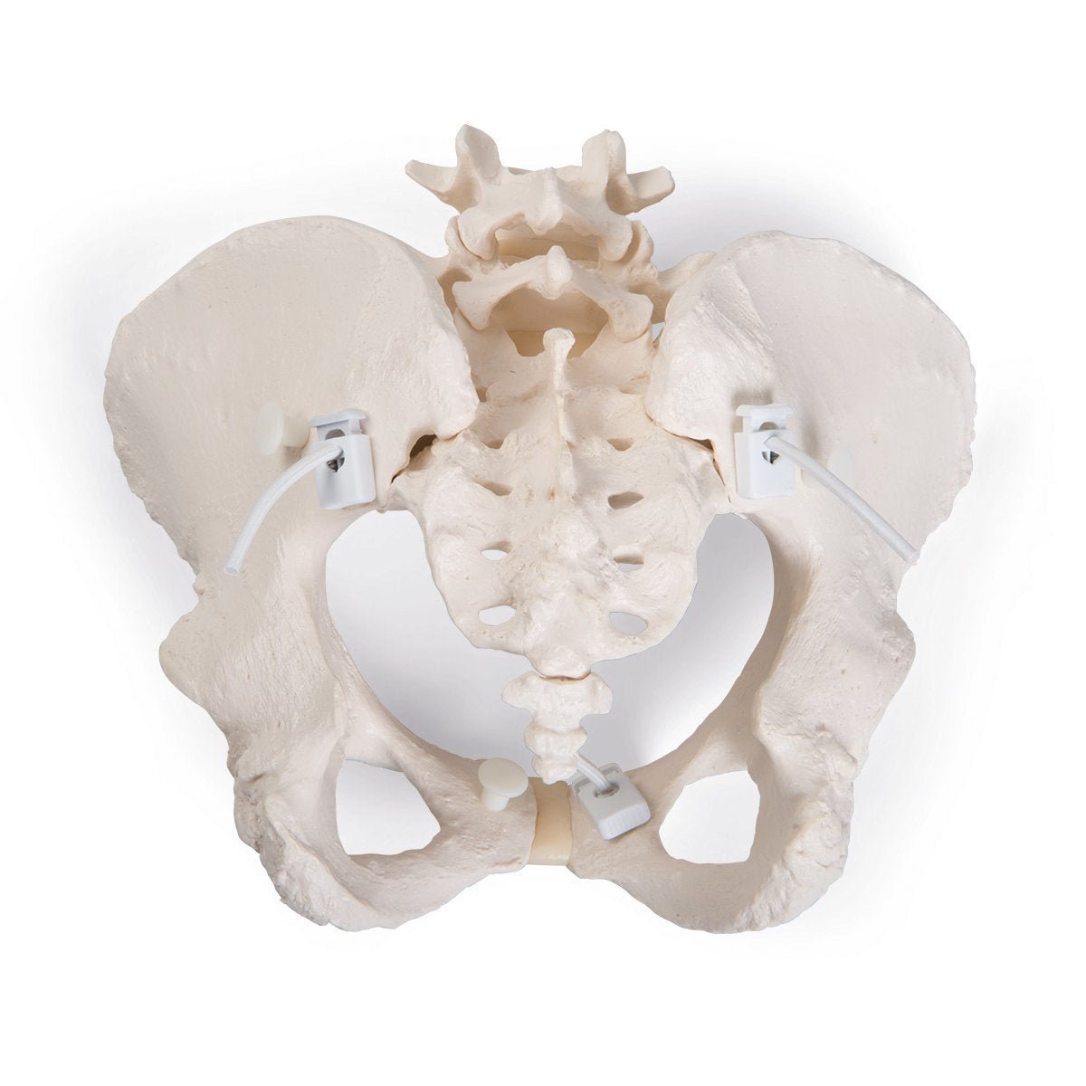 Pelvis Model | Bungee Flexible-Teaching Aids-Birth Supplies Canada