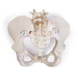Pelvis Model | Bungee Flexible-Teaching Aids-Birth Supplies Canada