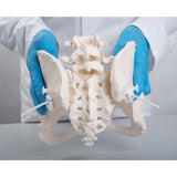 Pelvis Model | Bungee Flexible-Teaching Aids-Birth Supplies Canada