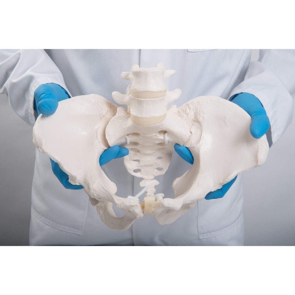 Pelvis Model | Bungee Flexible-Teaching Aids-Birth Supplies Canada